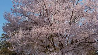 2026 Early Spring Cherry Blossoms at Koganei Park and Showa Kinen Park - Hanami