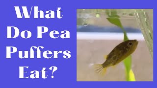 What Do Pea Puffers Eat?