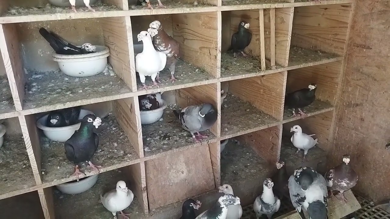 🇵🇹 Meus pombos, Março 2023