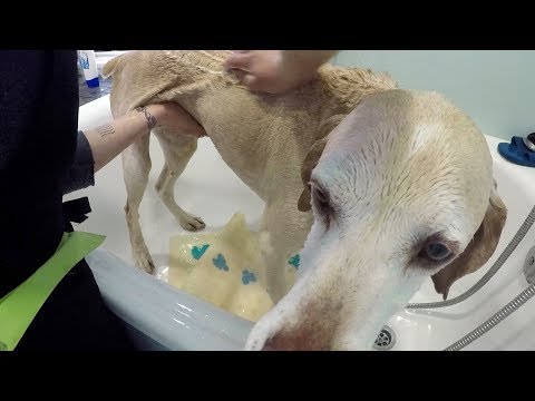 Video: ¿Puede el champú de un perro afectar la apariencia de color en un perro?