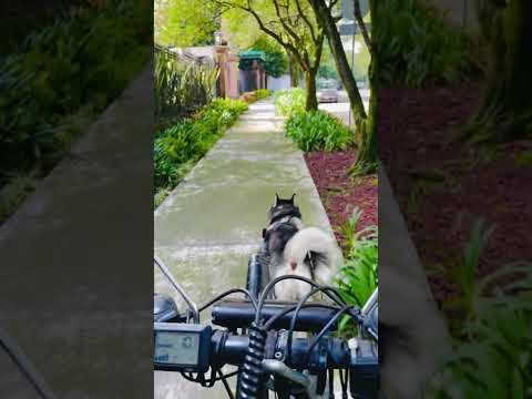 BIKEJORING COUCH – MEJOR COMBINACIÓN🇲🇽 #bikejoring #husky #huskyshorts #huskyowner #huskylife