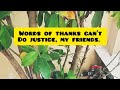 Happy cats playing video|A word of thanks to my YouTube family Part I