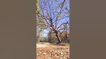 Cutting a dead oak with dangerous cracked branches #dangerous #treework #stihl #trees #chainsaw
