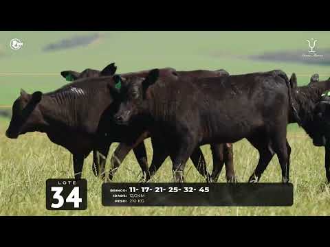 Lote 34 F Brangus