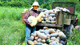 Harvest giant pumpkin garden - Prepare special delicious dishes from pumpkin