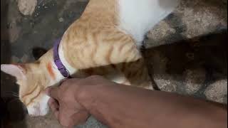 #Meaw #catvideos #funnyvideos #বিড়ালের_ভিডিও