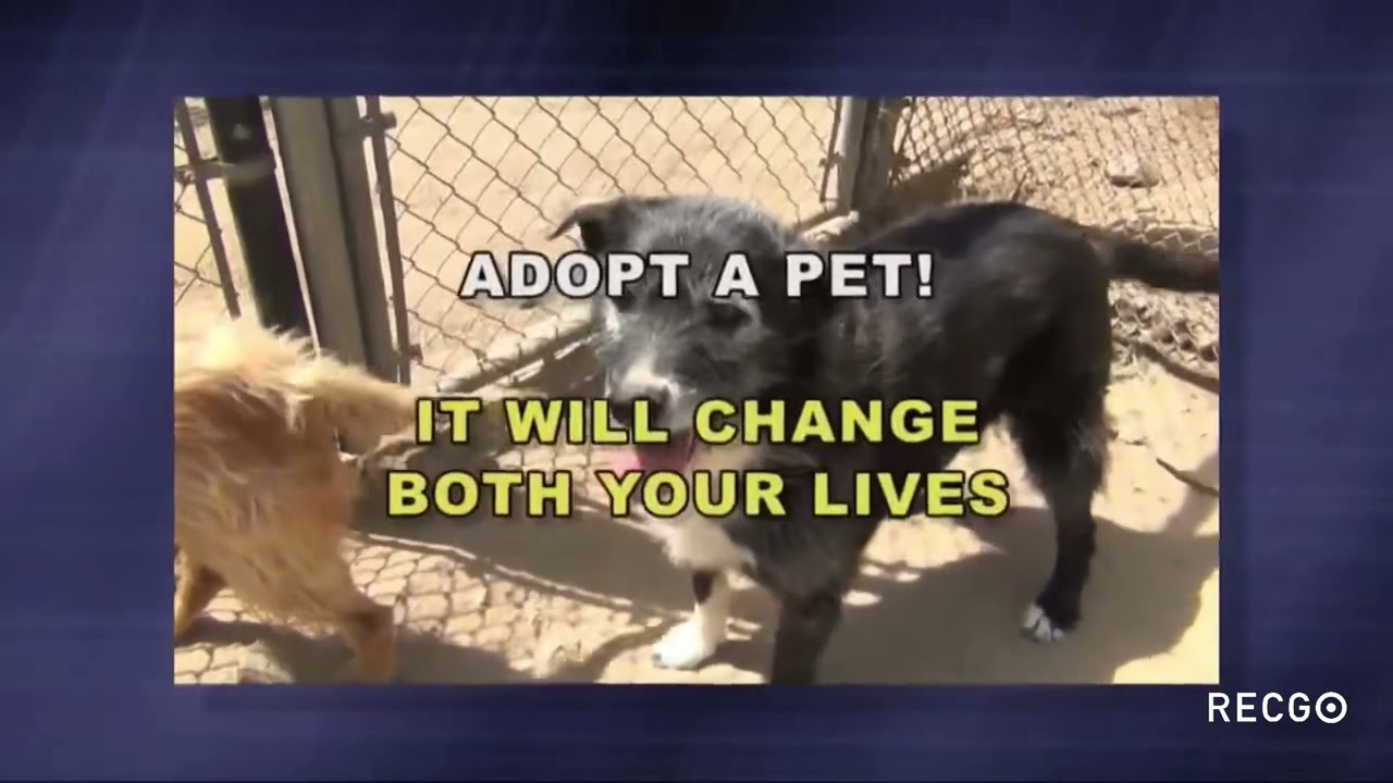 Pet Rescue Bumper V/O by Alex Paen YouTube