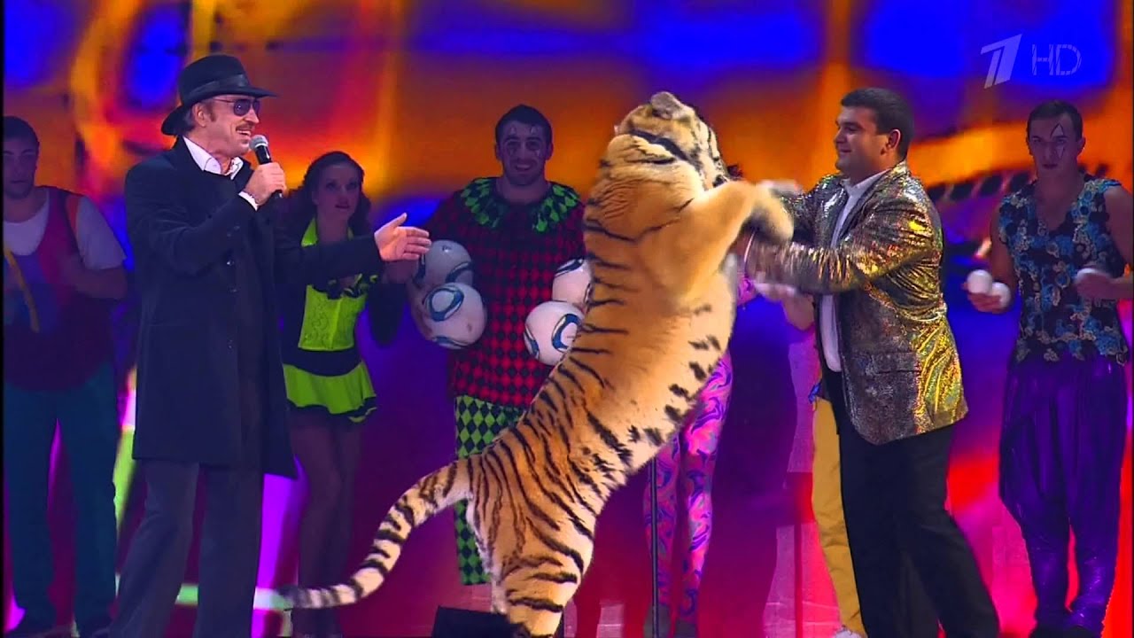 4к видео Боярский дергает тигра за хвост! Что произошло дальше ...