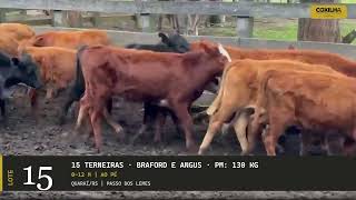 LOTE 15