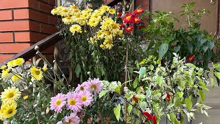 Подготовка к новому дачному сезону. Заношу цветы в теплицу на зимовку. Как будут зимовать хризантемы Видео: Подготовка к новому дачному сезону. Заношу цветы в теплицу на зимовку. Как будут зимовать хризантемы