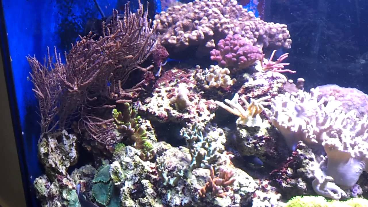 Jebao WP-60 20000L Wave Maker