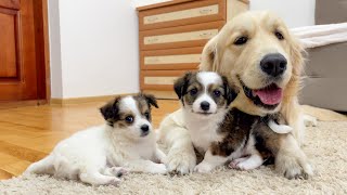 Adorable Puppies React To Golden Retriever Best Friend!