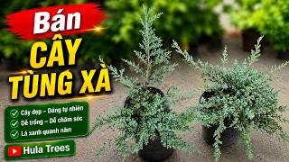 Bán cây tùng xà 0977973535