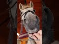 Hilarious Horses Being Goofy All Day Long#FunnyHorses #HorseCompilation #SillyHorses#EquineFunny
