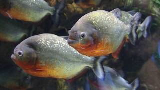 The Endless Journey of Water Life (Animal Documentary)