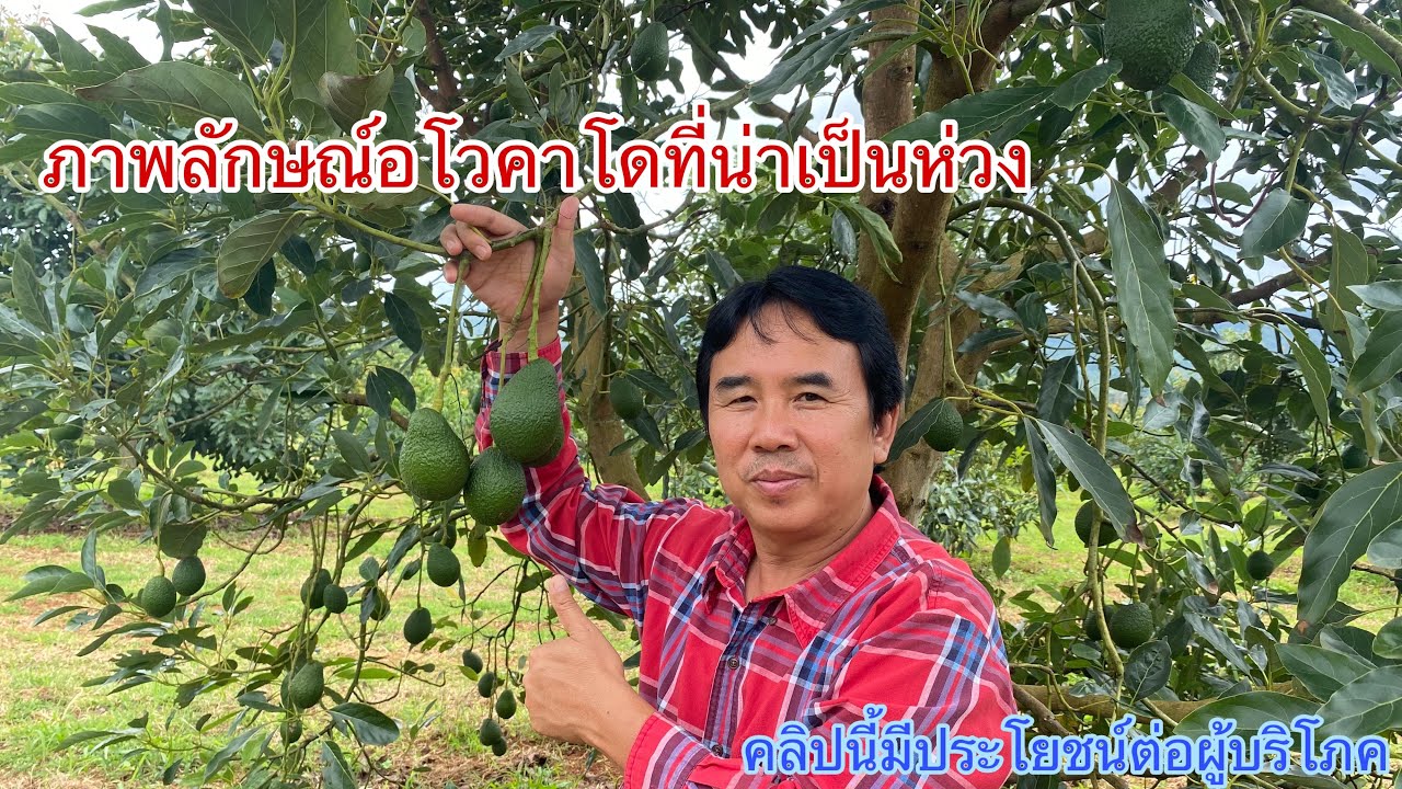 อโวคาโดกับคุณภาพ2 | สวนวังพลากร