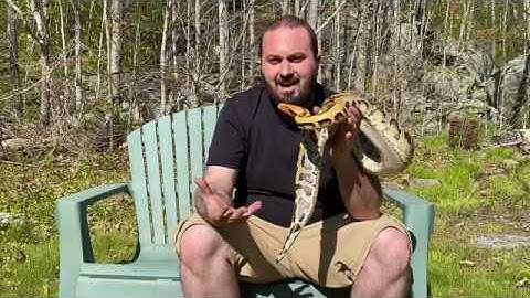 Meet the collection: Part 21, my other skunk line borneo short tail female