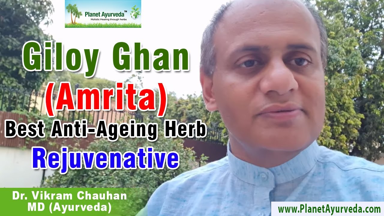Watch Video Benefits of Giloy ghan - Amrita - Best Anti-Ageing Herb Rejuvenative