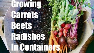 Growing Your Fall Garden # 3 - Growing Root Vegetables in Containers - Carrots, Radishes and Beets