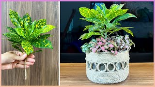 Transformando garrafas plásticas em lindos vasos de plantas: confira o passo a passo