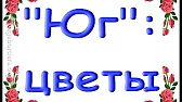 Орхидеи,узамба́рские фиалки,Самара🌺