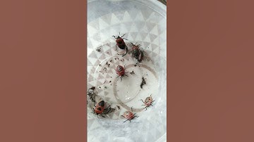 Bug V605
