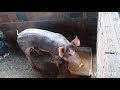 Como fazer os porcos crescerem rápido em 1 mês