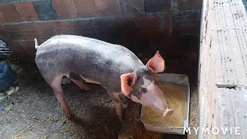 Como fazer porco crescer rápido?