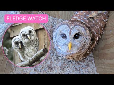 🚨 LIVE: TWO OWLETS HATCHED 🐣🐣 | Barred Owl Nest Cam