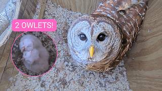 🚨 LIVE: FLEDGE WATCH 🦉 | Barred Owl Nest Cam
