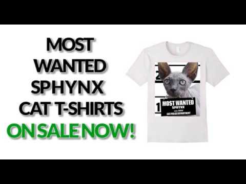 most-wanted-sphynx-cat-cute-funny-t-shirt---men's,-women's,-kid's---black,-asphalt,-orange