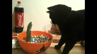 Cats vs SCARY Halloween Candy Bowls! (A Compilation)