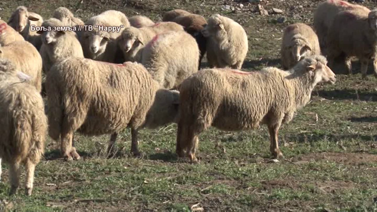 Autohtone ovce imaju svoje mesto -  KRIVOVIRSKA ZUJA  - ovca istocne Srbije