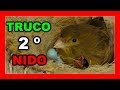 COMO CRIAR CANARIOS 😱 CUANDO PONER EL 2º NIDO A LOS CANARIOS 💥 (Cría de canarios)