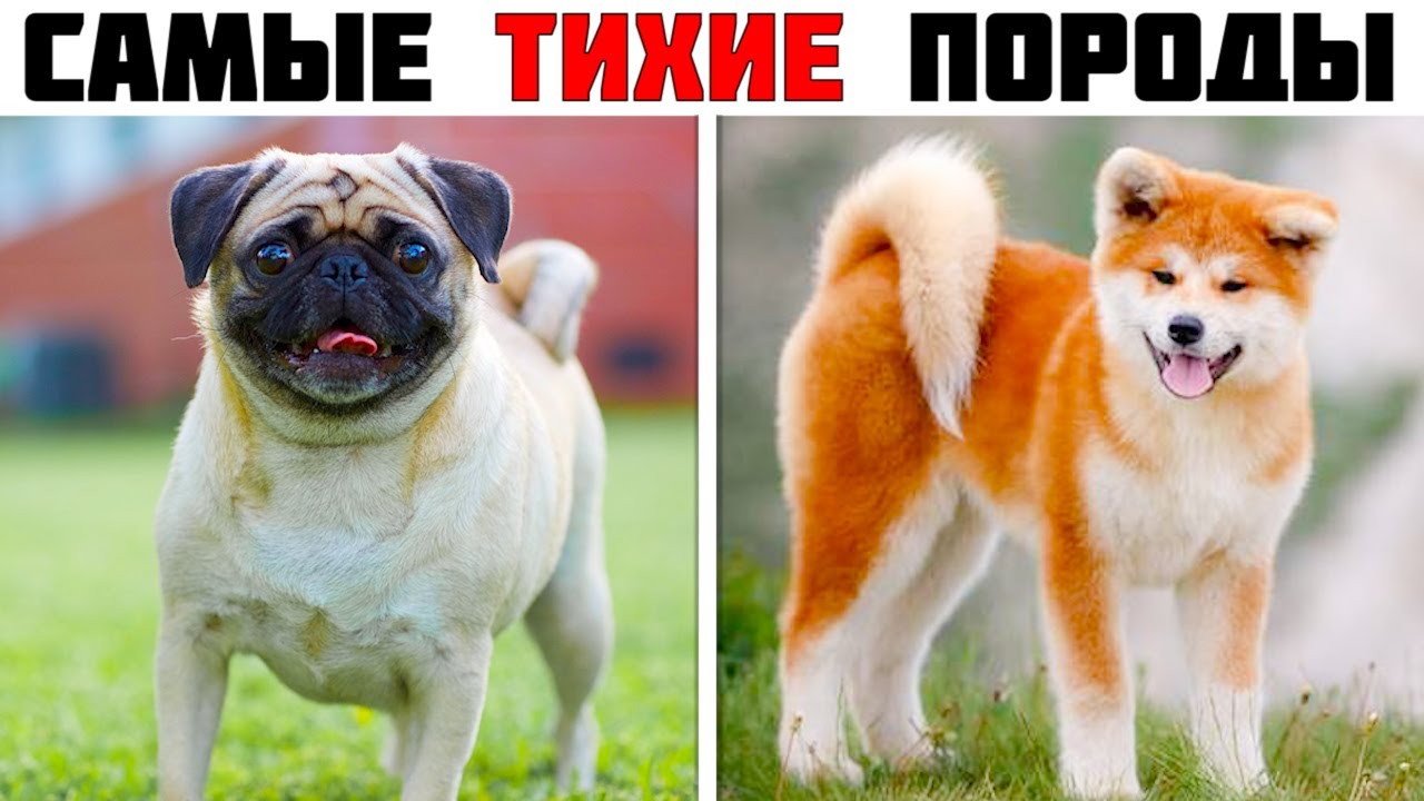 порода собак для аллергиков