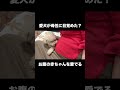 お腹の赤ちゃんをあやす愛犬 ”My Dog Comforts the Baby in My Belly” #トイプードル #犬のいる生活