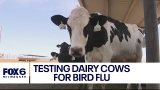 Dairy cattle being tested for bird flu amid outbreak | FOX6 News Milwaukee