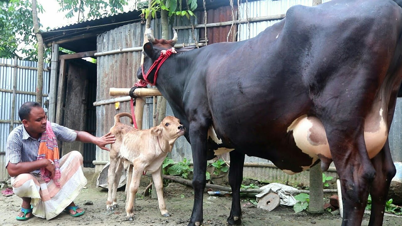 ভিডিও ধারণ: ২৩-০৬-২০ইং | সেরা মানের হলেস্টেইন ফ্রিজিয়ান ও জার্সি গাভীর দাম জেনে নিন | BD Krishi