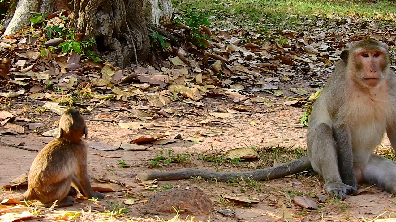 small monkey play with brother