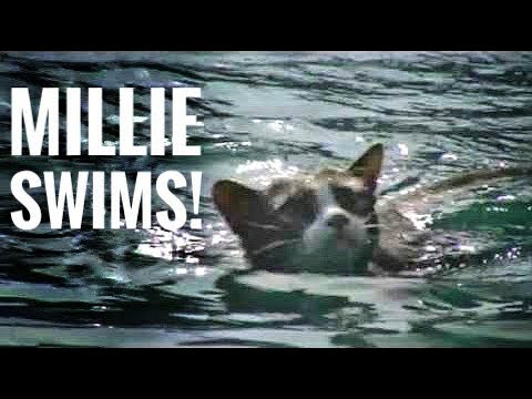 Who Says Cats Can’t Swim? – Millie 01