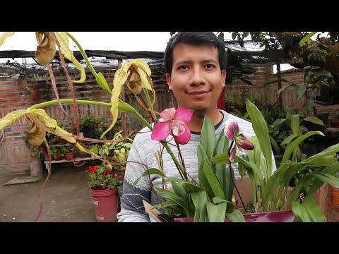 Video: Orquídeas zapatilla de dama silvestres - Cómo cultivar una flor silvestre zapatilla de dama