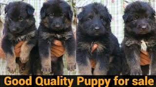 German Shepherd Dog Puppy For Sale || Pure German || Dog Farming in india