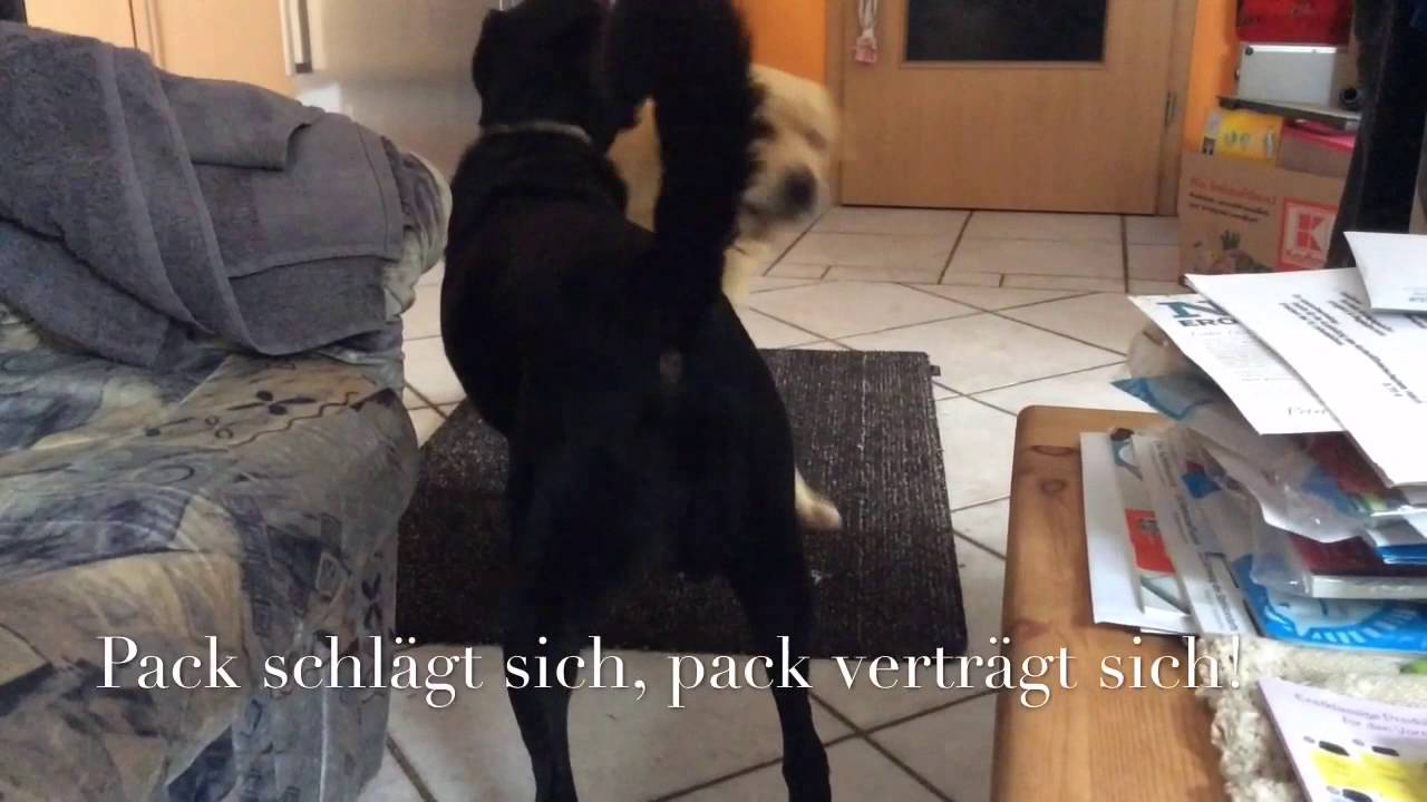 Pack Schlägt Sich Pack Verträgt Sich www.youtube.com