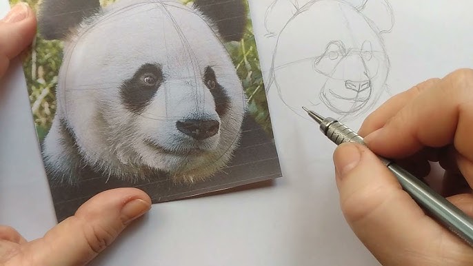 Desenho de Um urso panda pintado e colorido por Aninhaela o dia 18