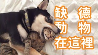 2021 最有趣的動物 | 缺德動物在這裡。Nobody passed this LAUGH challenge YET - FUNNY DOG videos (●￣(ｴ)￣●) #11