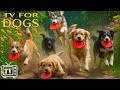 Happy Home Alone Dogs Calming Music For Dogs When Alone рџђ Anti Anxiety Dogs Stress Relief Music Happy Home Alone Dogs Calming Music For Dogs When Alone рџђ Anti Anxiety Dogs Stress Relief Music