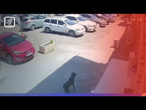 სისხლიანი დაპირისპირება „ლილო მოლში“