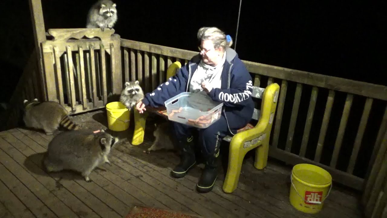 Monday Nov 13- Cold Night and 5 Raccoons - Winter's Coming - YouTube