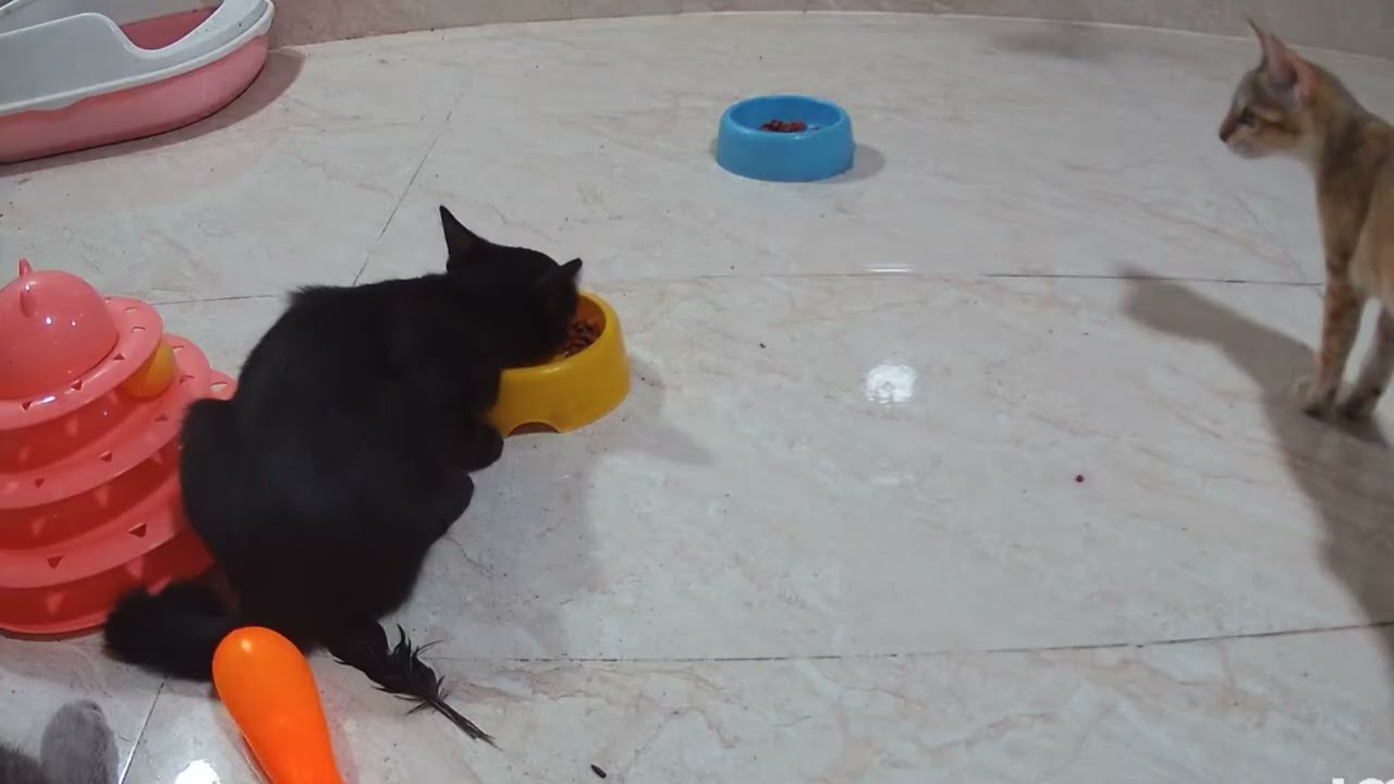 Cats Who Turned A Tiny Mistake Into A Full-Blown Disaster - YouTube