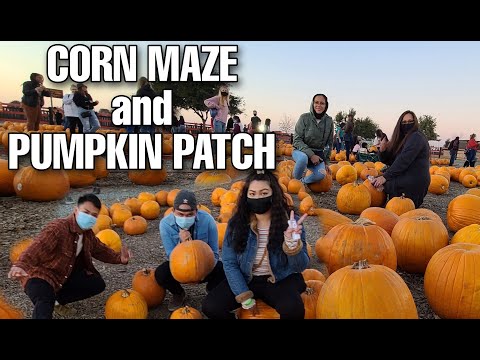 CORN MAZE and PUMPKIN PATCH